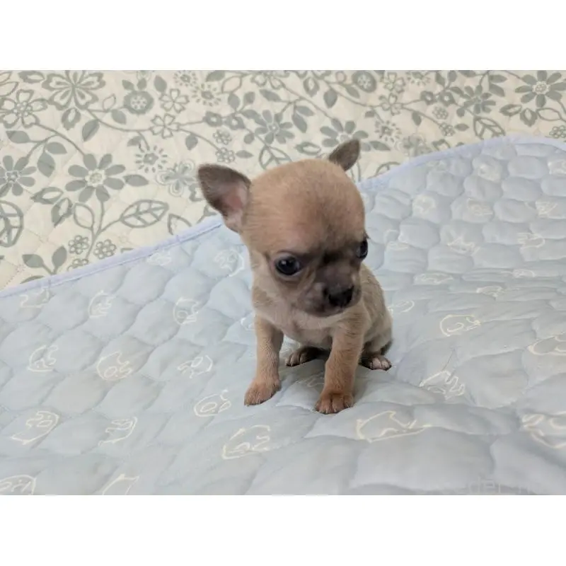 販売中の大分県のチワワ(スムースコート)-455945の4枚目