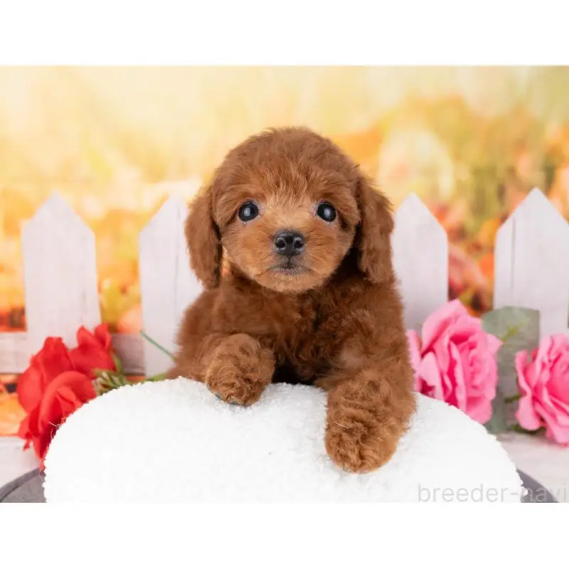 販売中の岐阜県のトイプードル-455944の4枚目