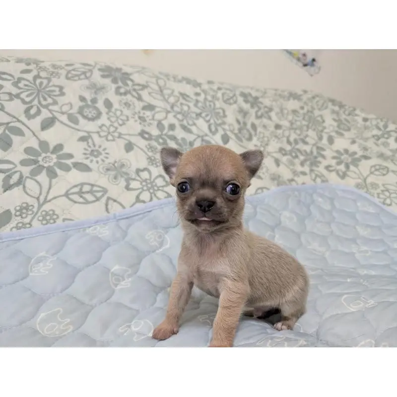 販売中の大分県のチワワ(スムースコート)-455945の3枚目