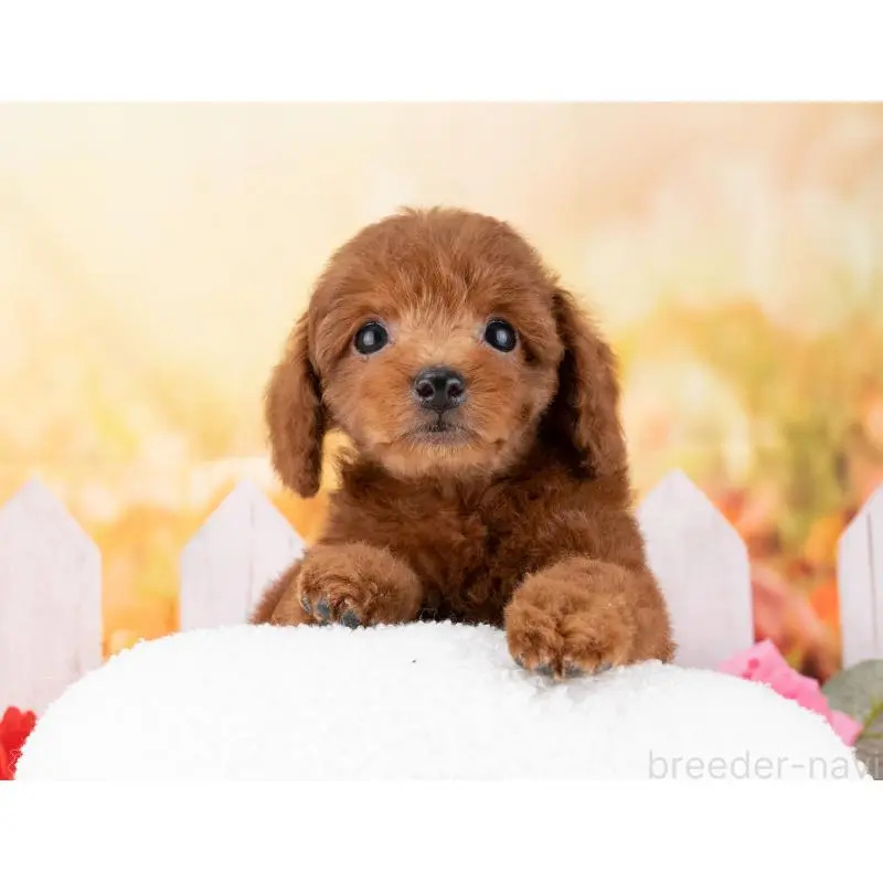 販売中の岐阜県のトイプードル-455944の3枚目