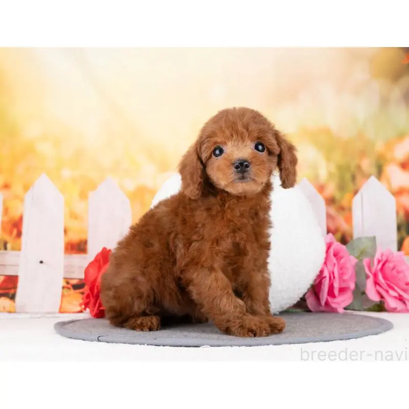 販売中の岐阜県のトイプードル-455944の2枚目