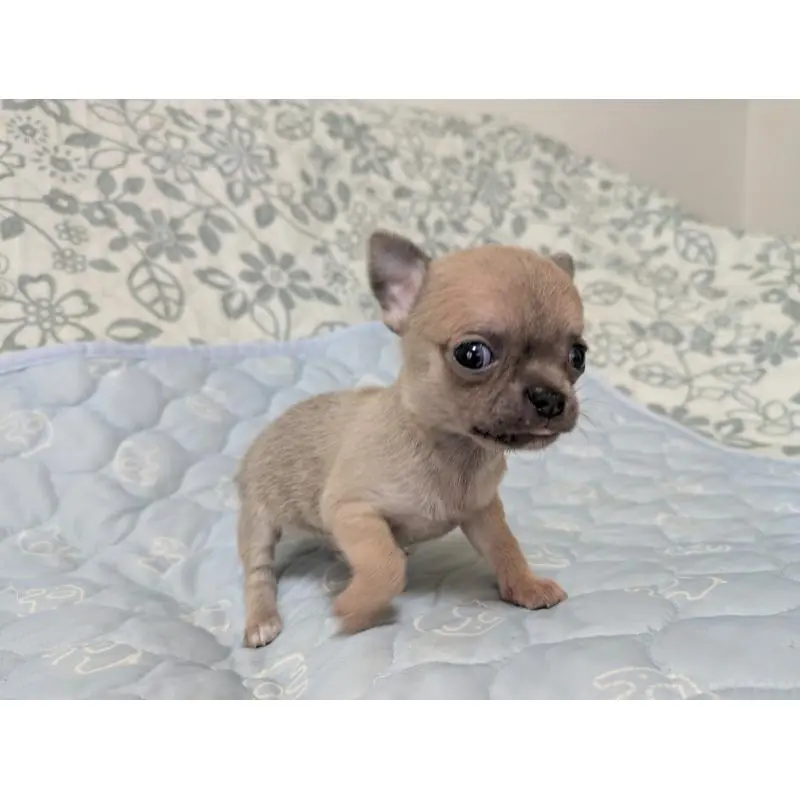 販売中の大分県のチワワ(スムースコート)-455945の2枚目