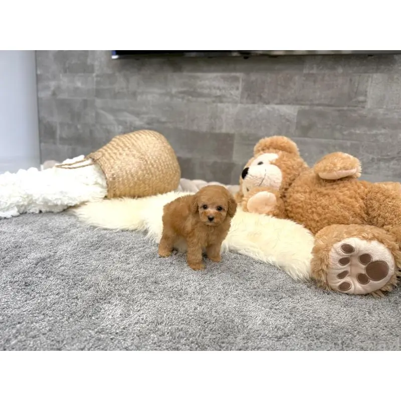 販売中の滋賀県のタイニープードル-455906の7枚目