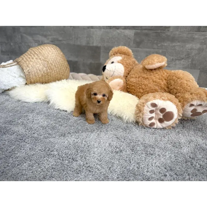 販売中の滋賀県のタイニープードル-455906の6枚目