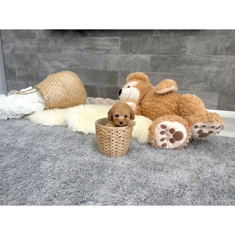 販売中の滋賀県のタイニープードル-455906の5枚目