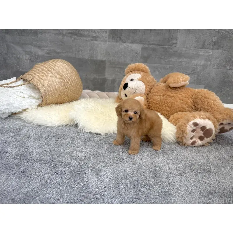 販売中の滋賀県のタイニープードル-455906の4枚目