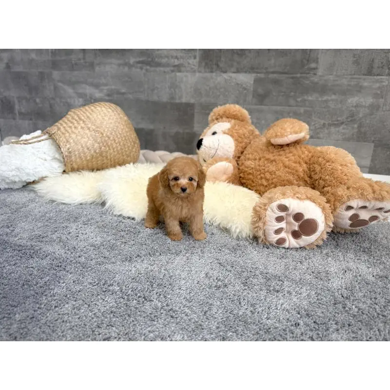 販売中の滋賀県のタイニープードル-455906の3枚目