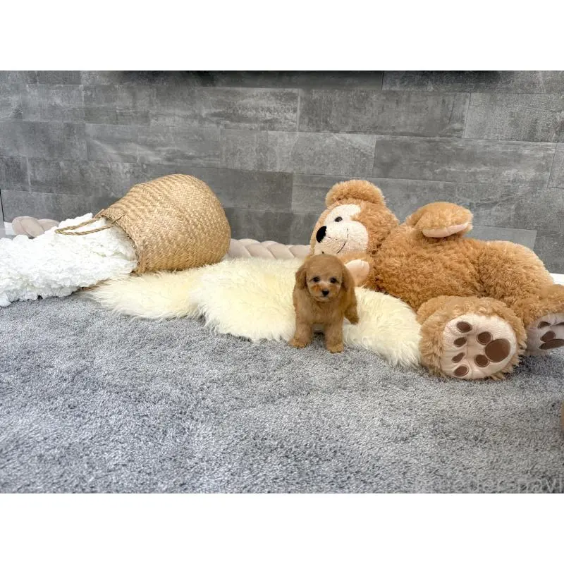 販売中の滋賀県のタイニープードル-455906の2枚目