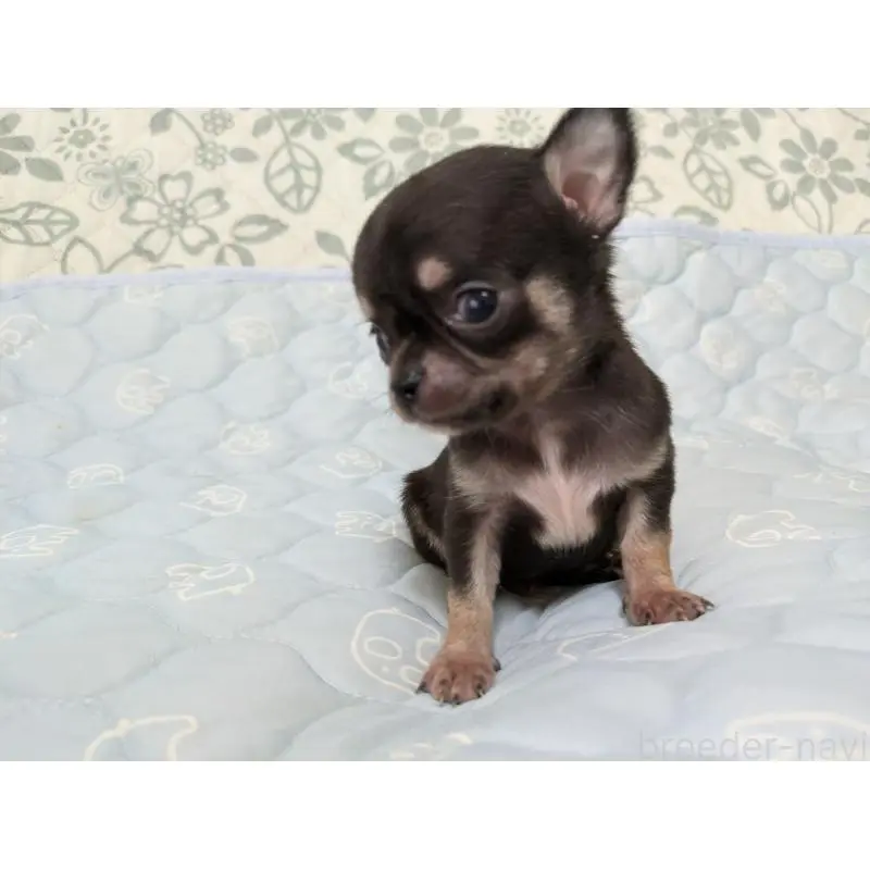 販売中の大分県のチワワ(スムースコート)-455946の6枚目