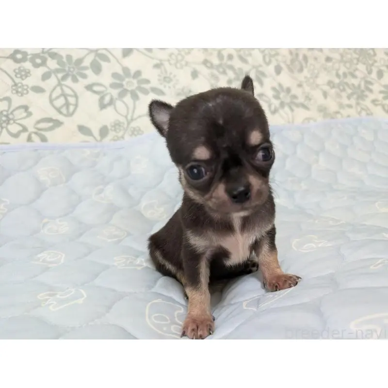 販売中の大分県のチワワ(スムースコート)-455946の5枚目