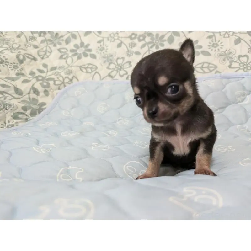 販売中の大分県のチワワ(スムースコート)-455946の4枚目