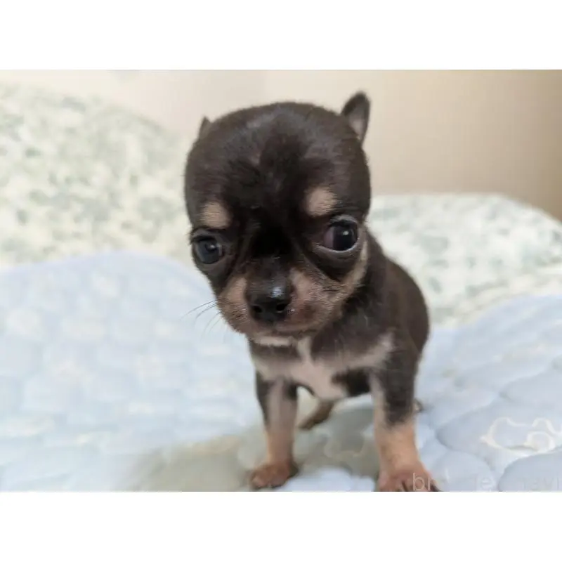 販売中の大分県のチワワ(スムースコート)-455946の3枚目