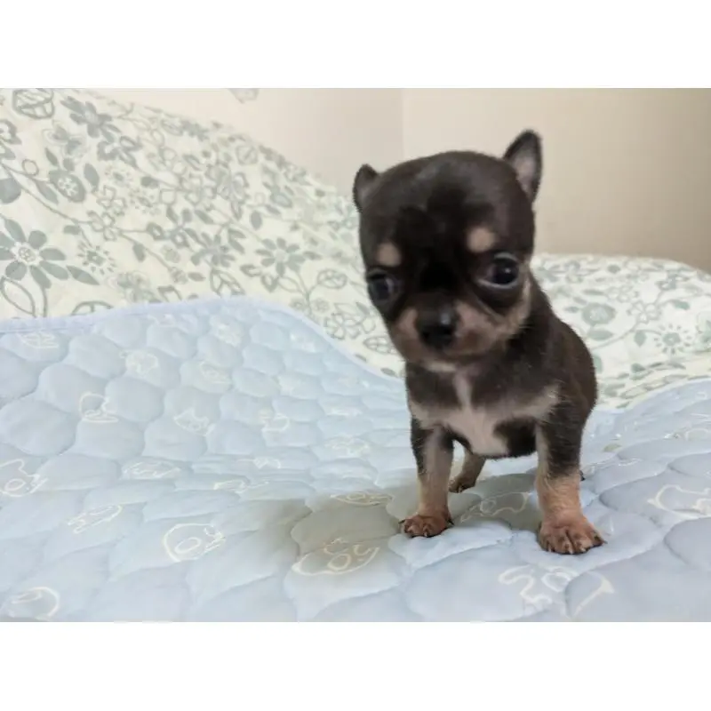 販売中の大分県のチワワ(スムースコート)-455946の2枚目