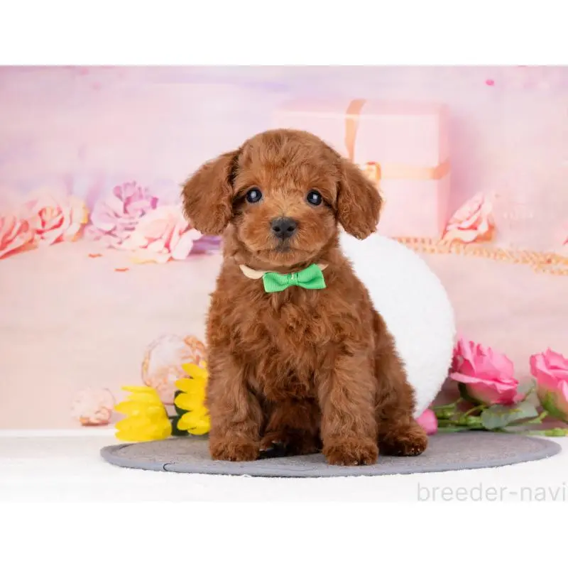 販売中の岐阜県のトイプードル-455948の5枚目