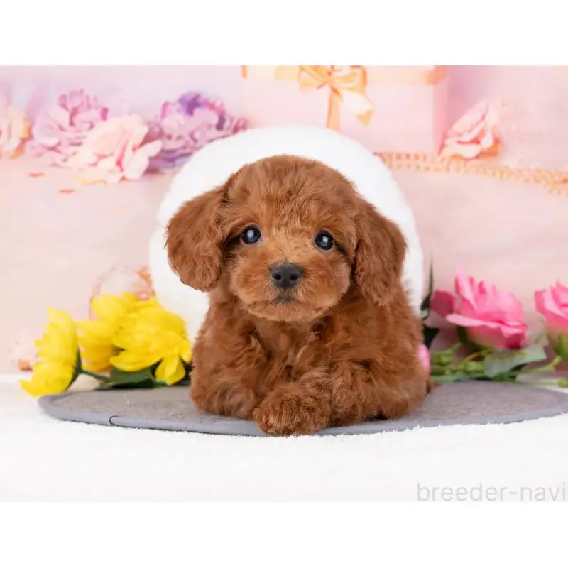 販売中の岐阜県のトイプードル-455948の4枚目