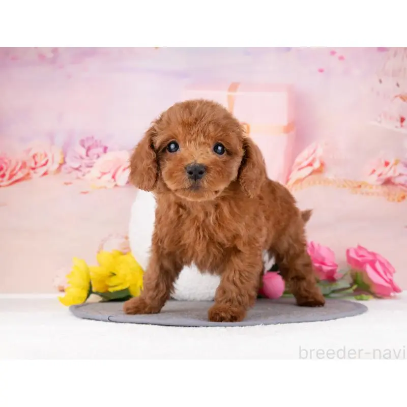 販売中の岐阜県のトイプードル-455948の3枚目