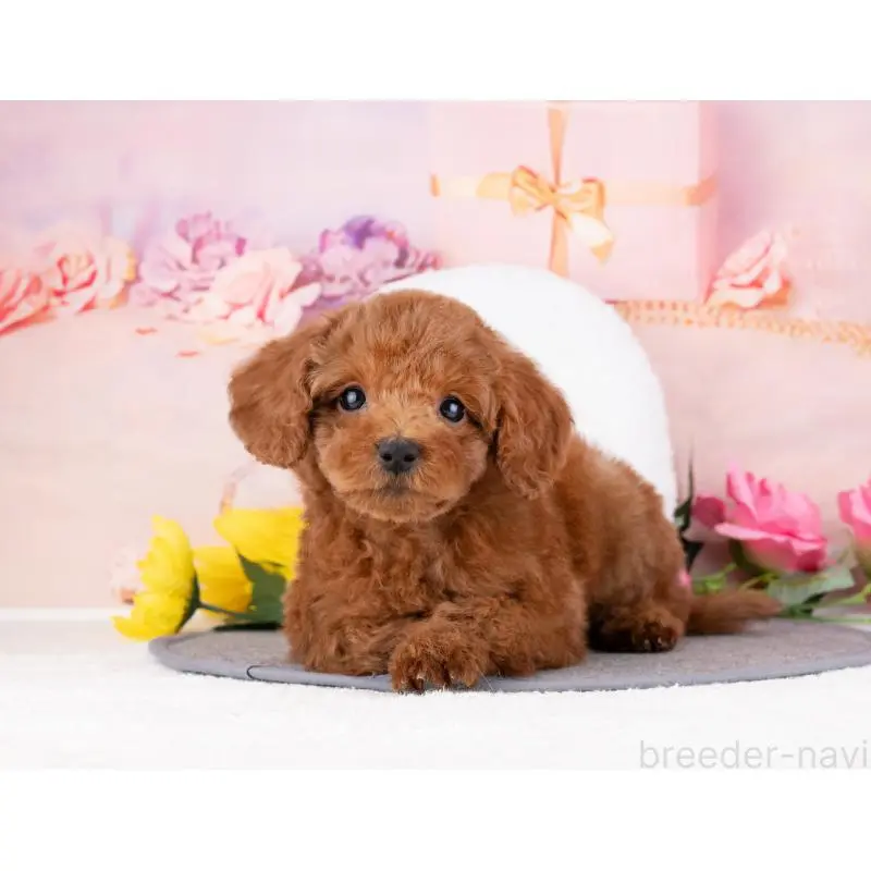 販売中の岐阜県のトイプードル-455948の2枚目