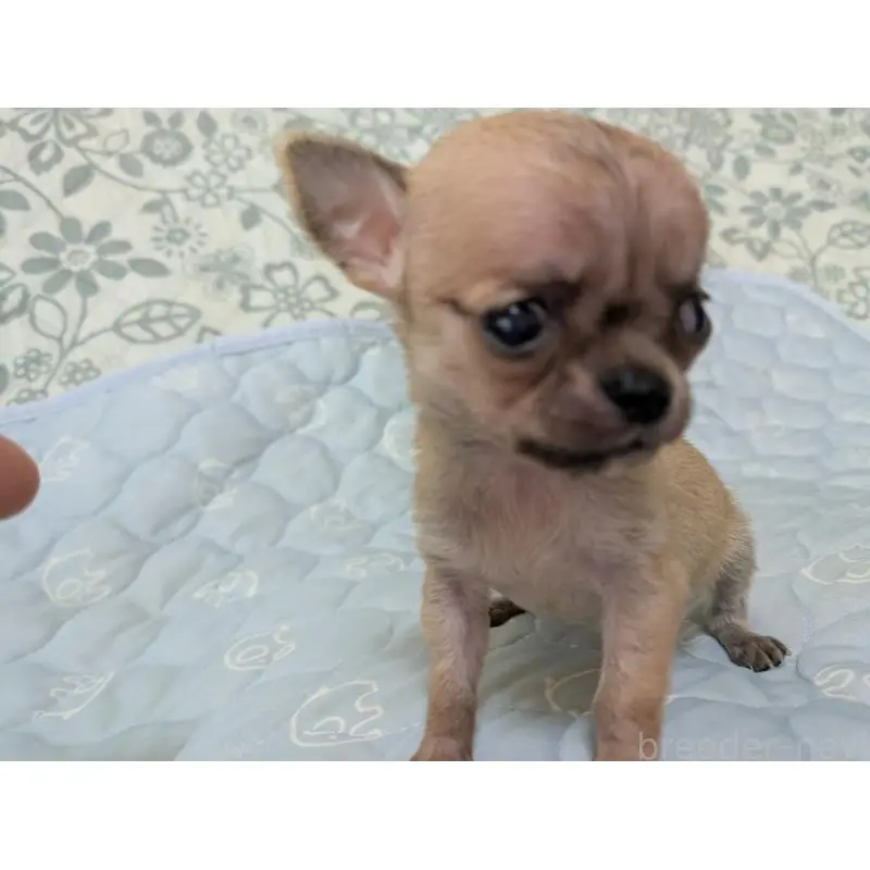 販売中の大分県のチワワ(スムースコート)-455953の11枚目