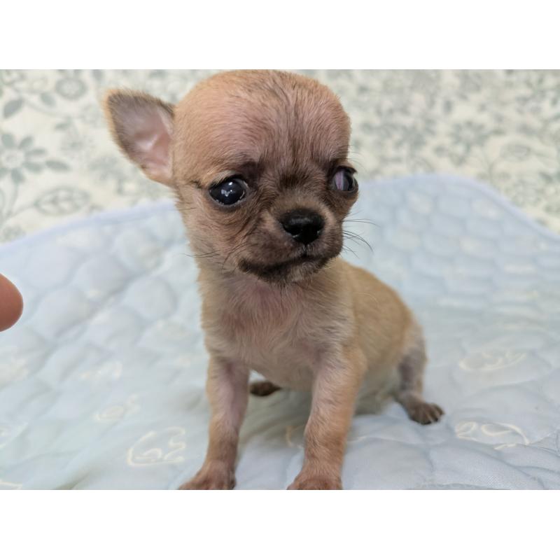 販売中の大分県のチワワ(スムースコート)-455953の10枚目