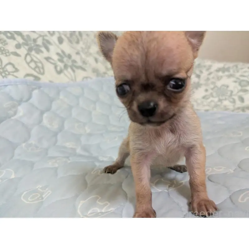 販売中の大分県のチワワ(スムースコート)-455953の9枚目