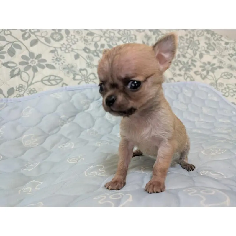 販売中の大分県のチワワ(スムースコート)-455953の8枚目