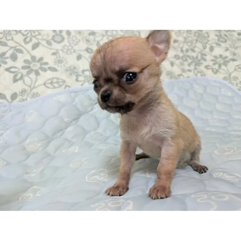 販売中の大分県のチワワ(スムースコート)-455953の7枚目