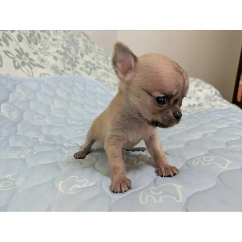 販売中の大分県のチワワ(スムースコート)-455953の6枚目