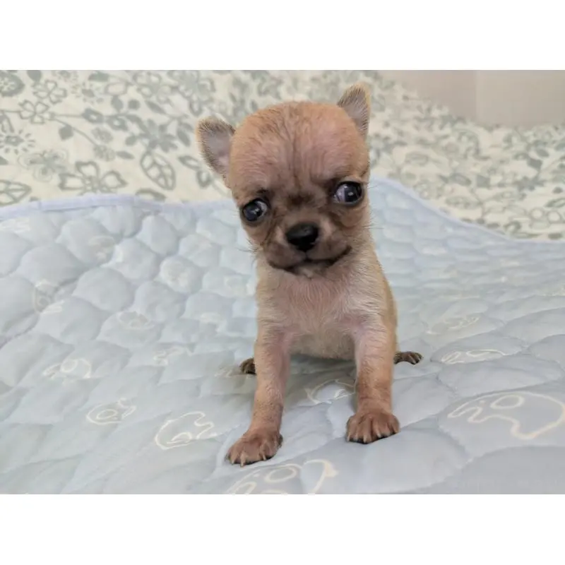 販売中の大分県のチワワ(スムースコート)-455953の5枚目