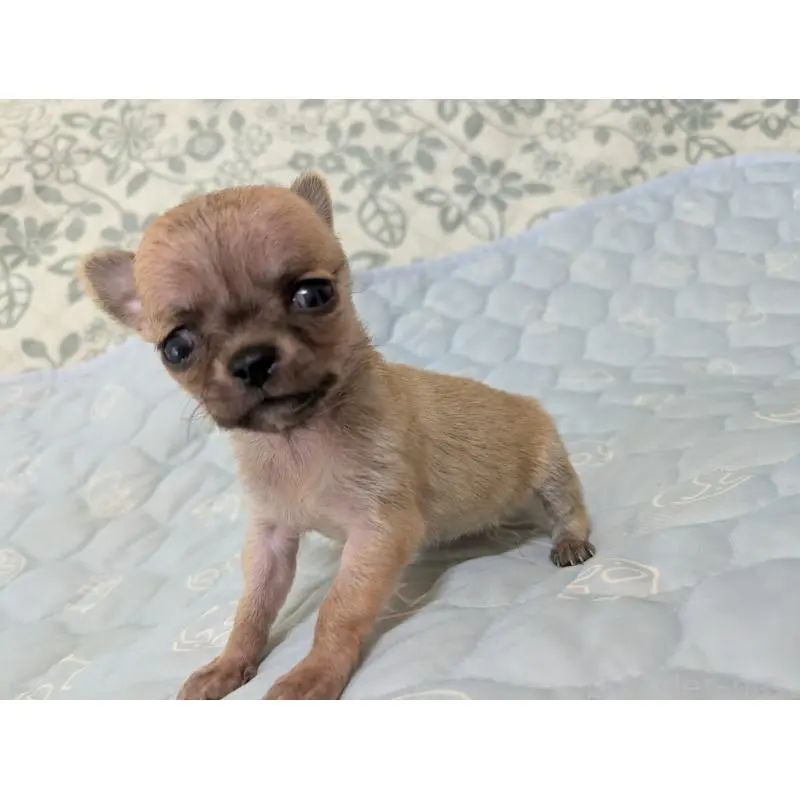 販売中の大分県のチワワ(スムースコート)-455953の4枚目