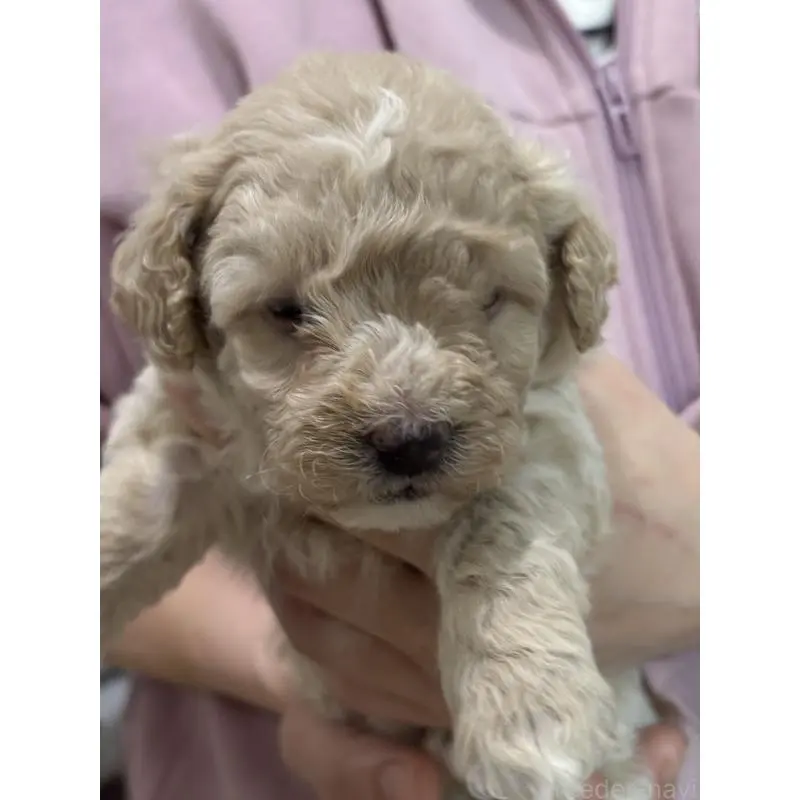 販売中の福岡県のトイプードル-455949の4枚目