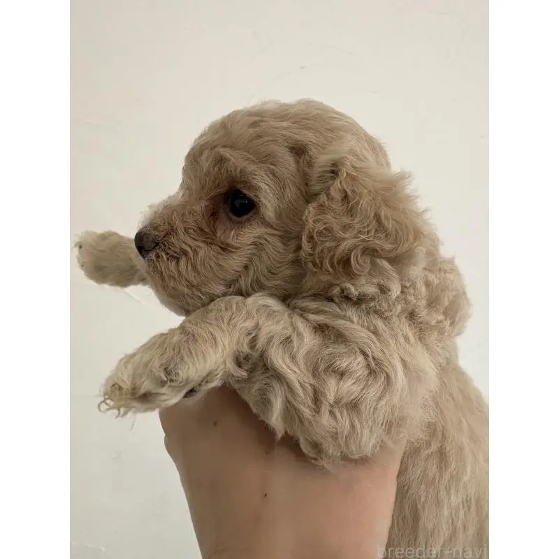 販売中の福岡県のトイプードル-455949の3枚目