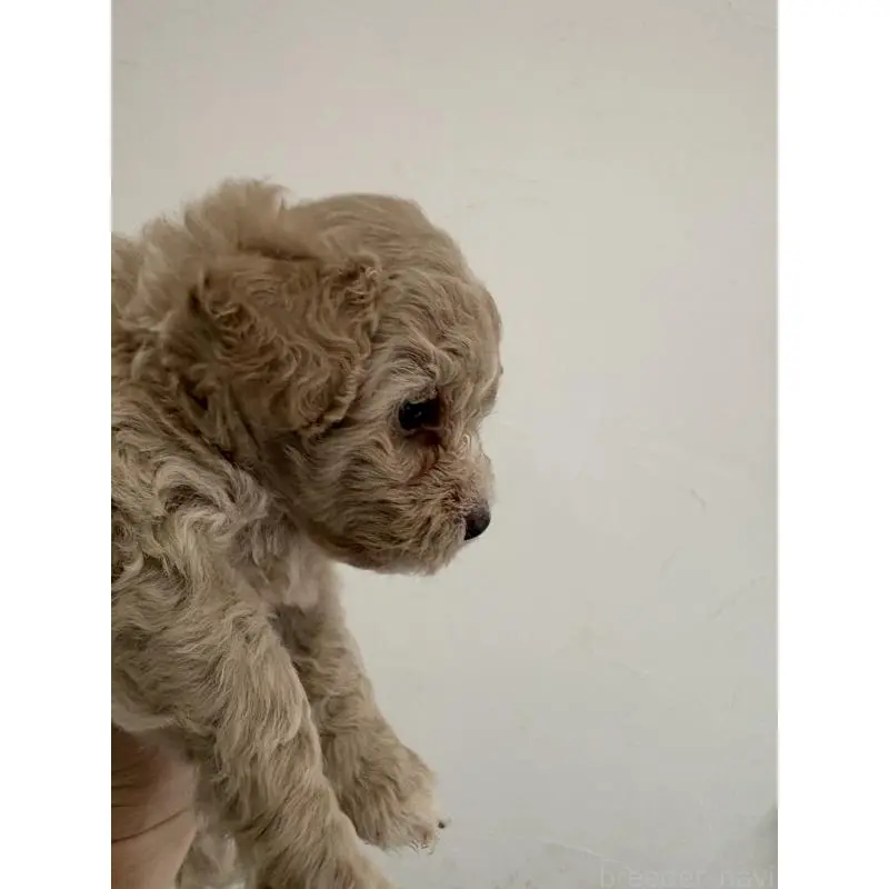 販売中の福岡県のトイプードル-455949の2枚目