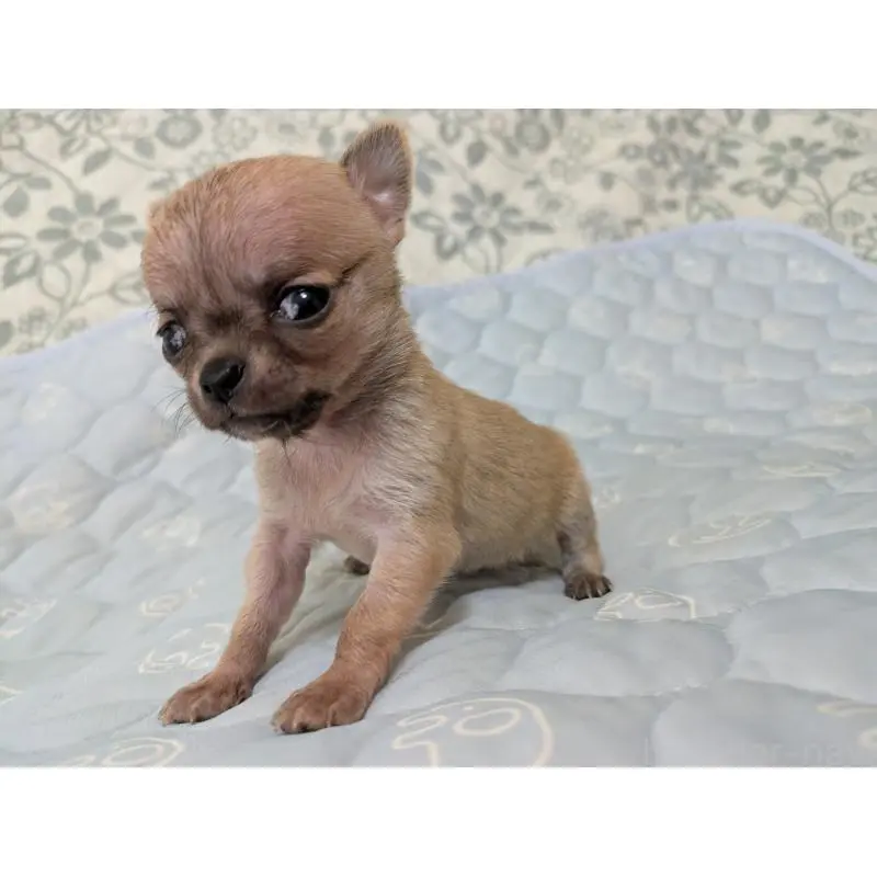 販売中の大分県のチワワ(スムースコート)-455953の3枚目