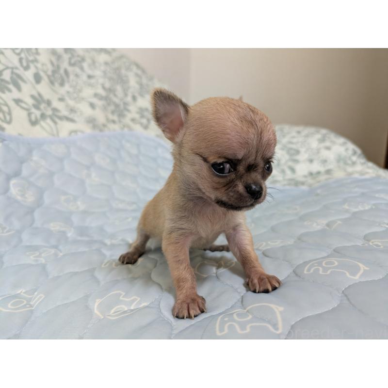 販売中の大分県のチワワ(スムースコート)-455953の2枚目