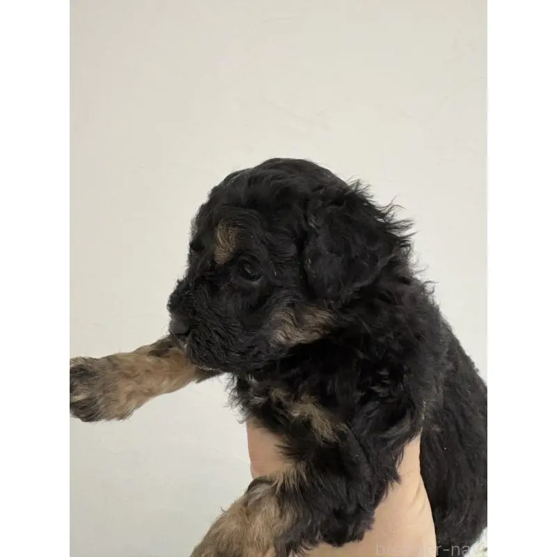 販売中の福岡県のトイプードル-455952の3枚目