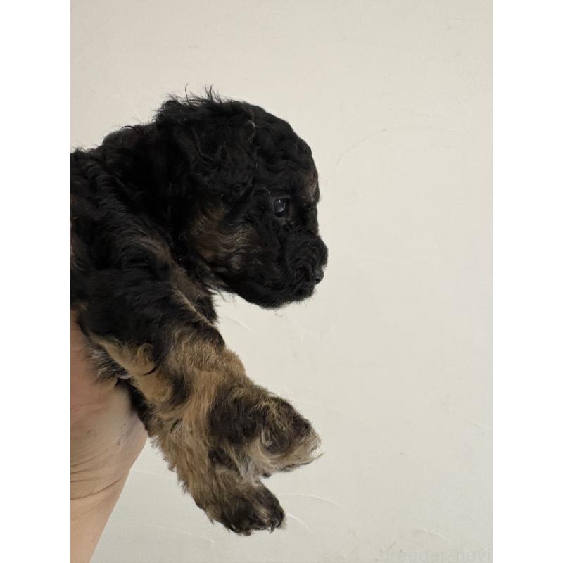 販売中の福岡県のトイプードル-455952の2枚目