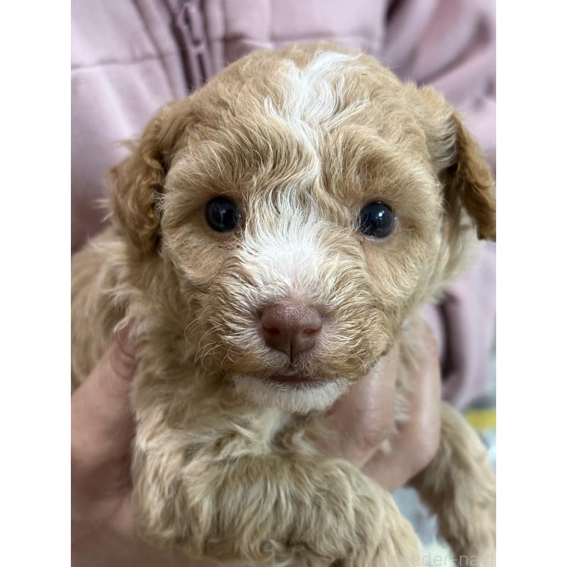 販売中の福岡県のトイプードル-455954の2枚目