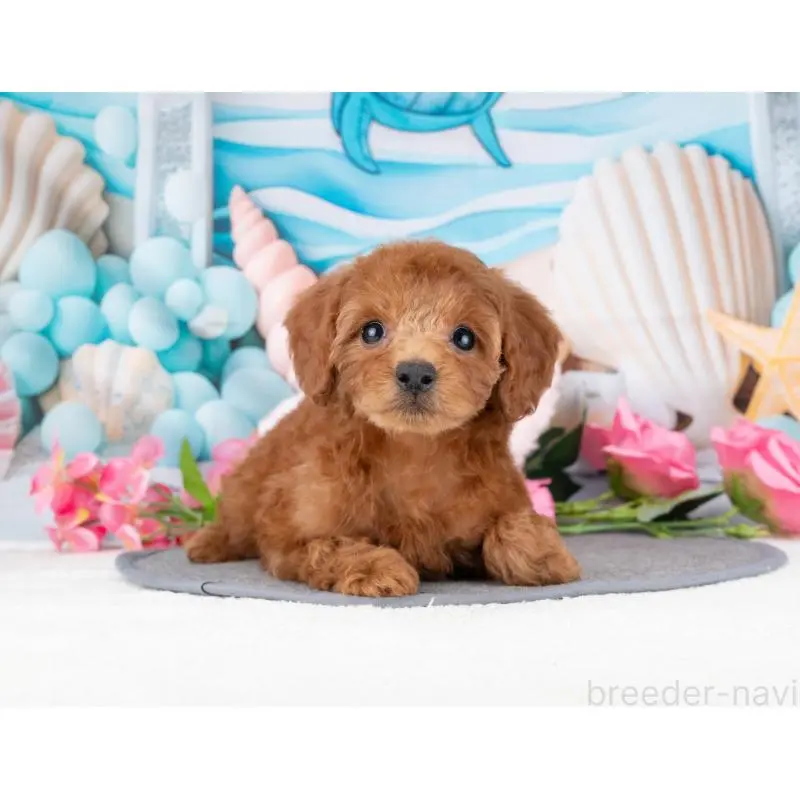 販売中の岐阜県のトイプードル-455955の5枚目