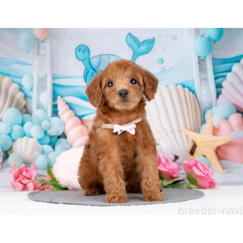 販売中の岐阜県のトイプードル-455955の4枚目