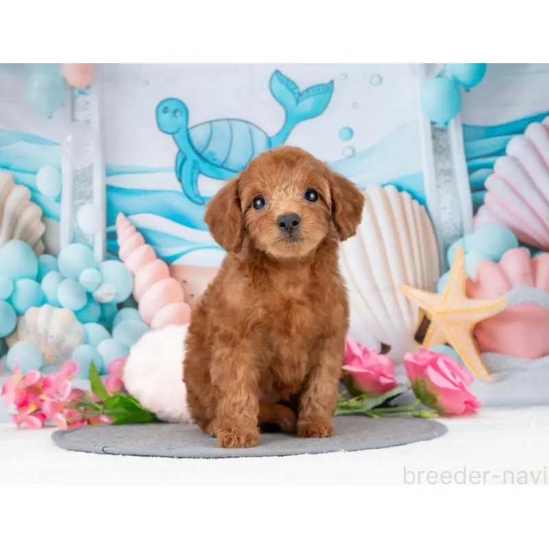 販売中の岐阜県のトイプードル-455955の3枚目