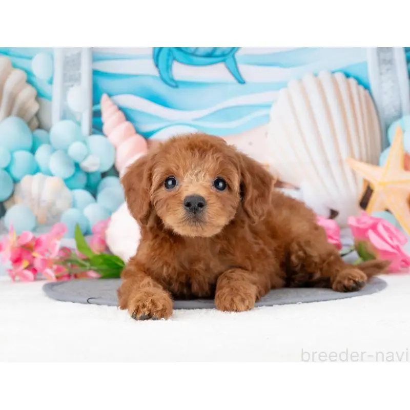 販売中の岐阜県のトイプードル-455955の2枚目