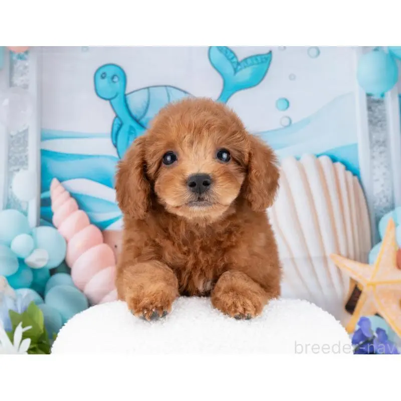 販売中の岐阜県のトイプードル-455957の7枚目