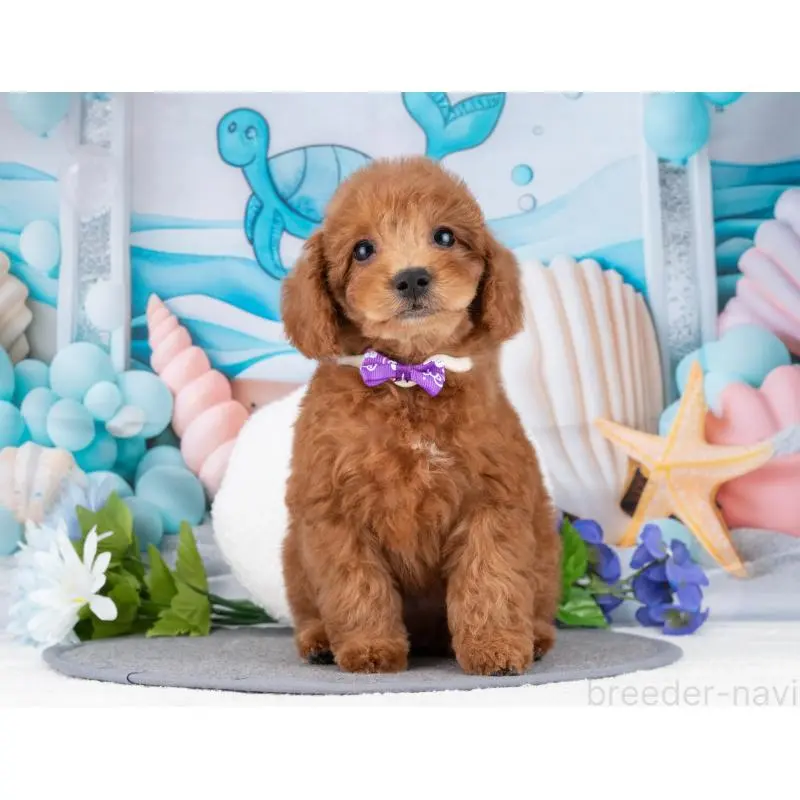 販売中の岐阜県のトイプードル-455957の6枚目