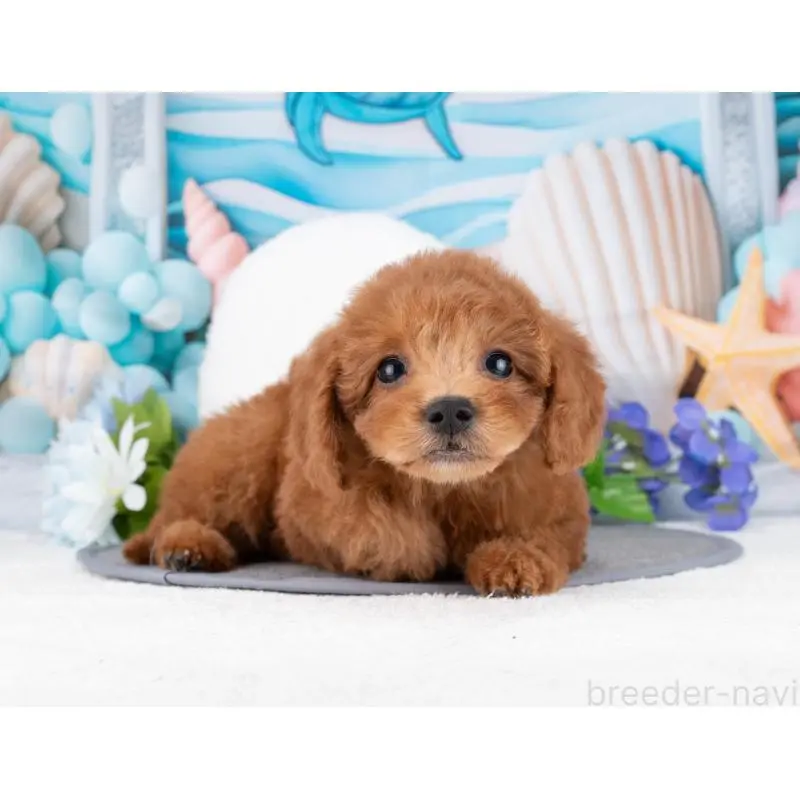 販売中の岐阜県のトイプードル-455957の5枚目