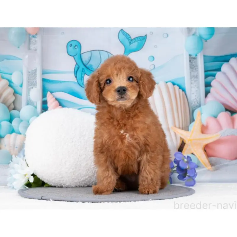 販売中の岐阜県のトイプードル-455957の4枚目