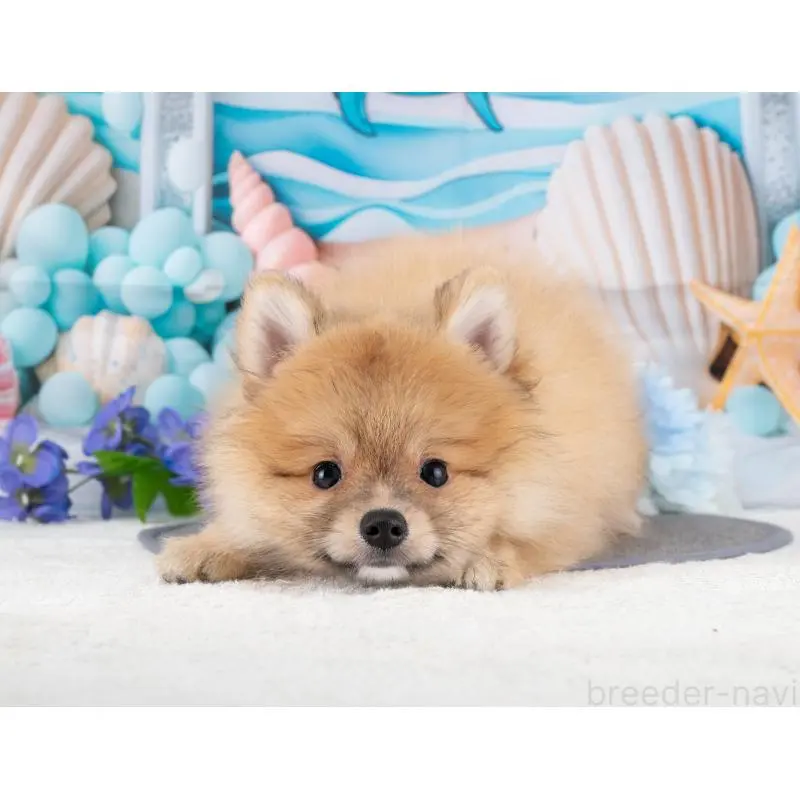 販売中の岐阜県のポメラニアン-455958の5枚目