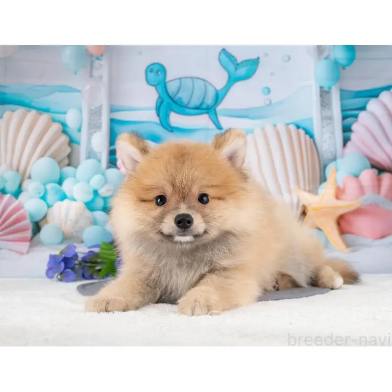 販売中の岐阜県のポメラニアン-455958の4枚目