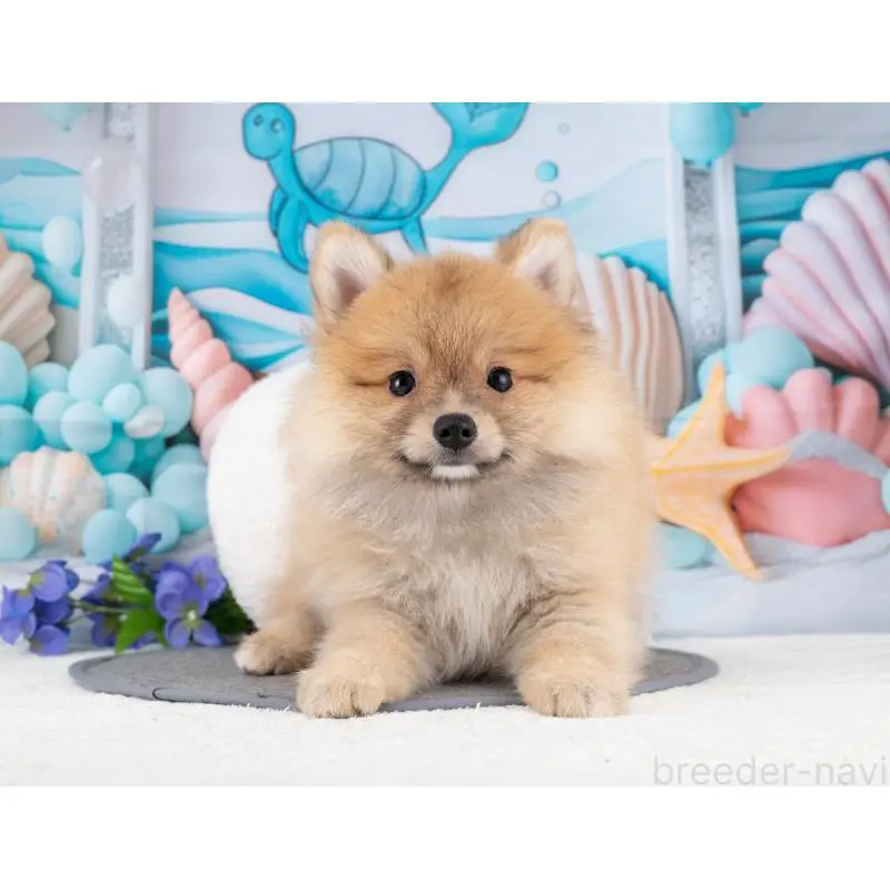 販売中の岐阜県のポメラニアン-455958の3枚目