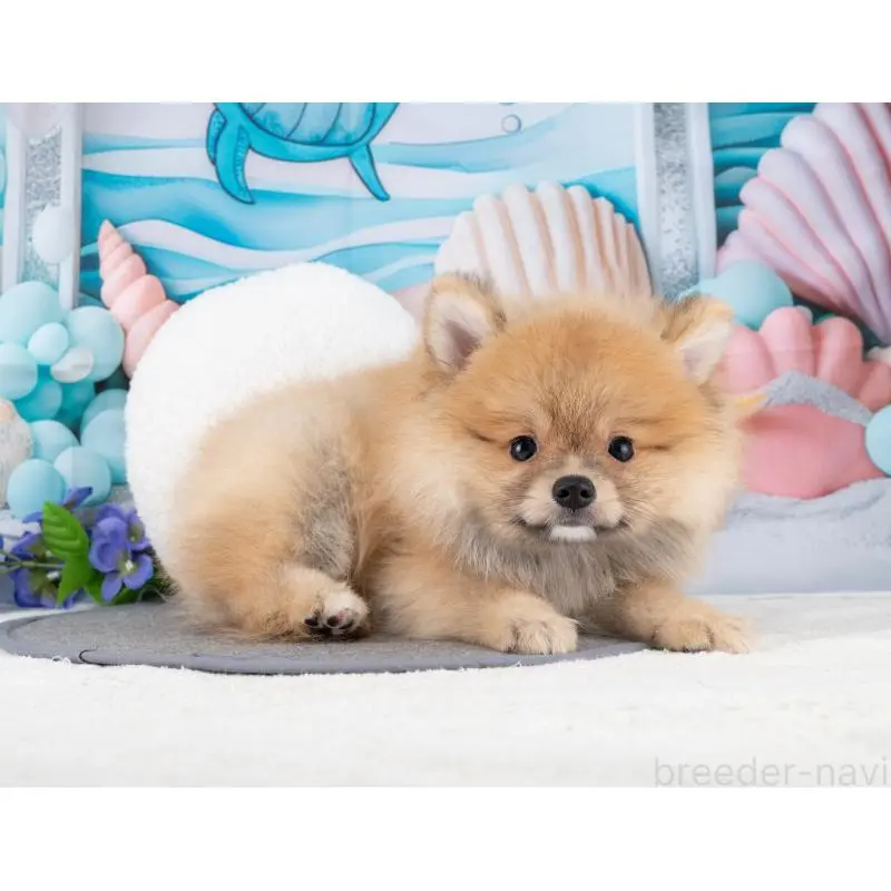 販売中の岐阜県のポメラニアン-455958の2枚目