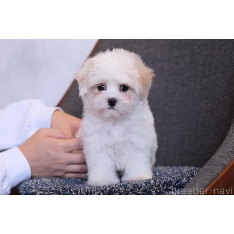 販売中の群馬県のマルプー:マルチーズ×トイプードル-455959の7枚目